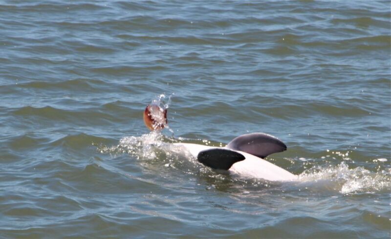 Hilton Head Island: Daytime Dolphin Watching Boat Tour - A Detailed Look at the Hilton Head Dolphin Tour