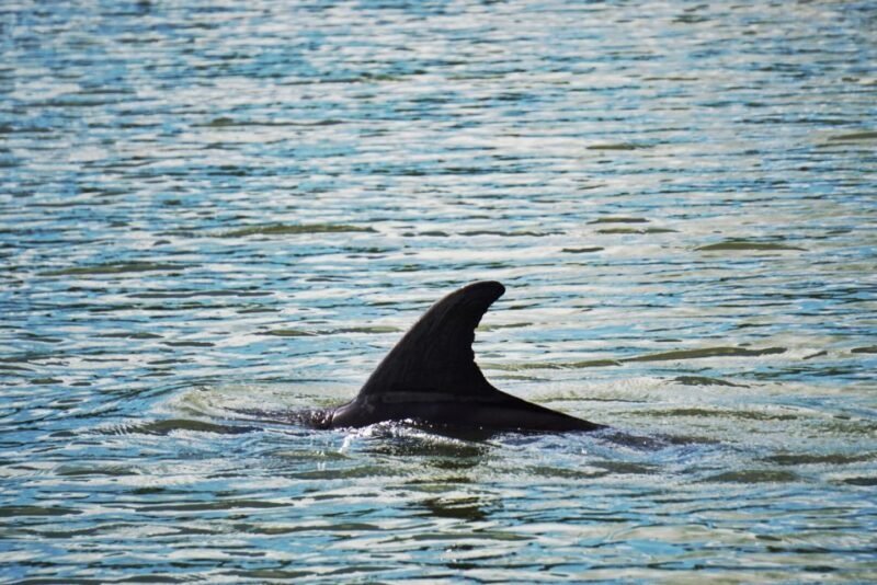 Hilton Head Island: Disappearing Island and Dolphin Tour - Authentic Experiences and Traveler Feedback