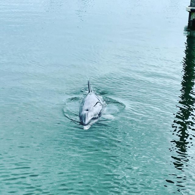 Hilton Head Island: Dolphin Cruise & Nature Tour - A Close Look at the Experience