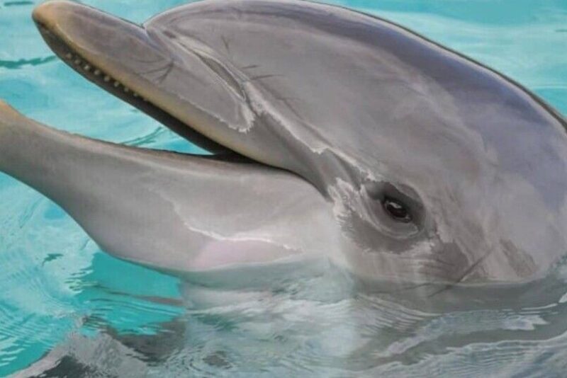 Hilton Head Island: Dolphin Cruise & Nature Tour - Final Thoughts: Is It Worth It?