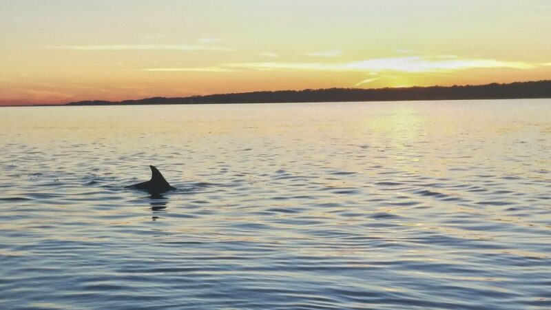 Hilton Head Island: Dolphin Watching 3-Course Dinner Cruise - Key Points