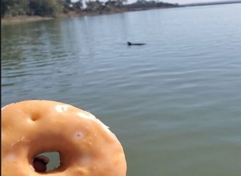 Hilton Head Island: Dolphin Watching Cruise with Donuts - Key Points
