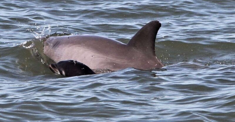Hilton Head Island: Dolphin Watching Cruise with Donuts - An In-Depth Look at the Hilton Head Dolphin Watching Cruise