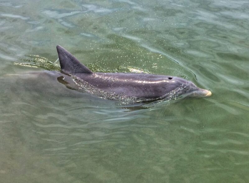 Hilton Head Island: Dolphin Watching Cruise with Donuts - FAQ