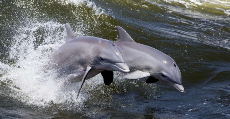 Hilton Head Island: Ocean Dolphin Cruise - Introduction: A Relaxing Way to See Hilton Head’s Wildlife