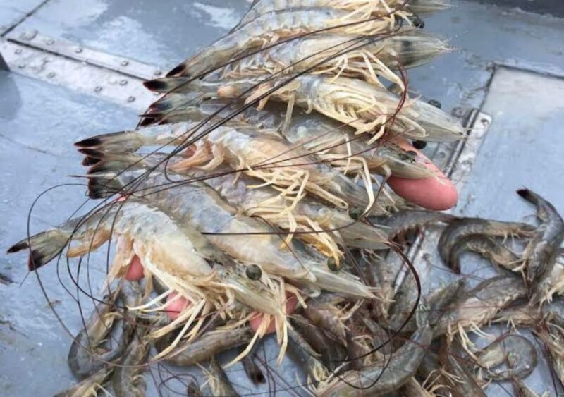 Hilton Head Island: Shrimp Trawling Boat Tour - FAQ