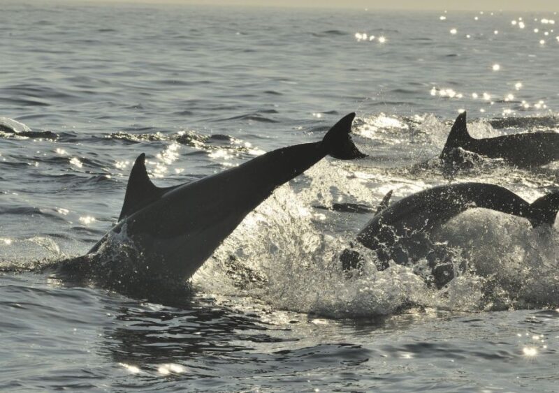 Hilton Head Island: Sunset Dolphin Cruise - Who Will Love This Tour?