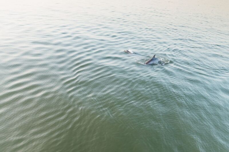 Hilton Head Island: Sunset Dolphin Cruise - Final Thoughts