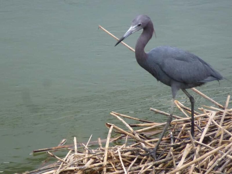 Hilton Head Island: Sunset Dolphin Watching Cruise - Hilton Head Island: Sunset Dolphin Watching Cruise