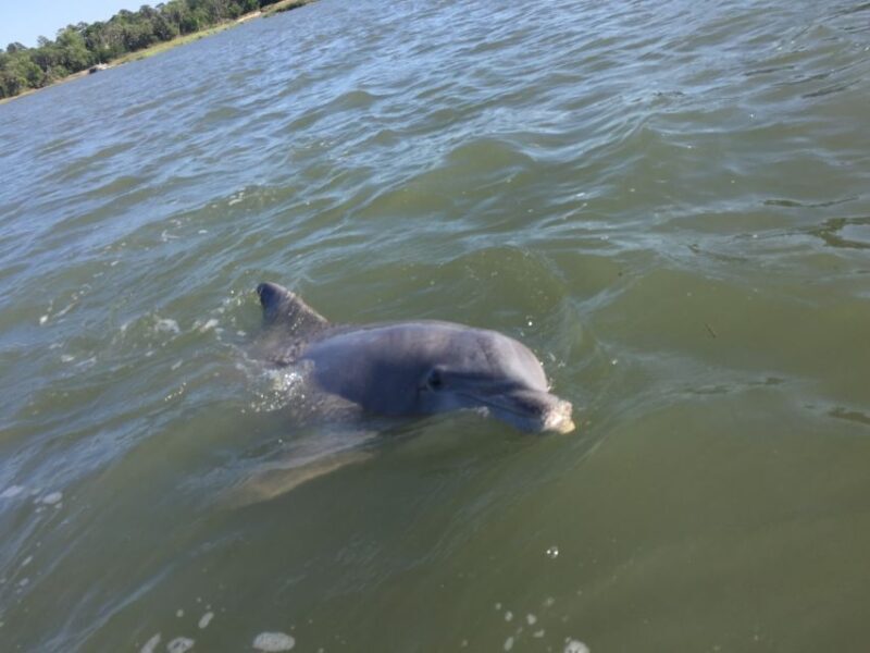 Hilton Head Island: Sunset Dolphin Watching Tour - The Sum Up