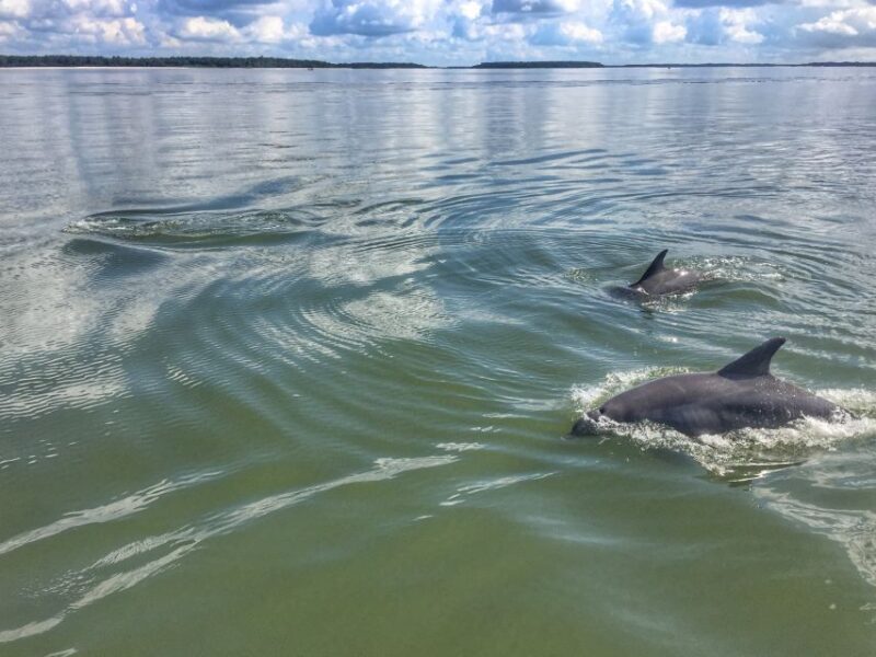 Hilton Head Island: Sunset Dolphin Watching Tour - FAQ