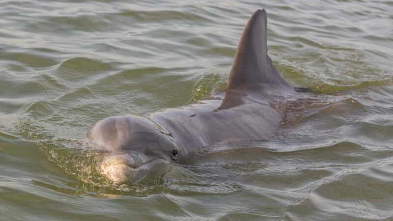 Hilton Head: Large Private Dolphin Tour, Dolphins Guaranteed - Key Points
