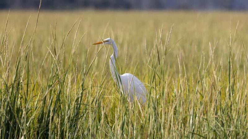 Hilton Head: Large Private Dolphin Tour, Dolphins Guaranteed - From Booking to Return: Practical Tips