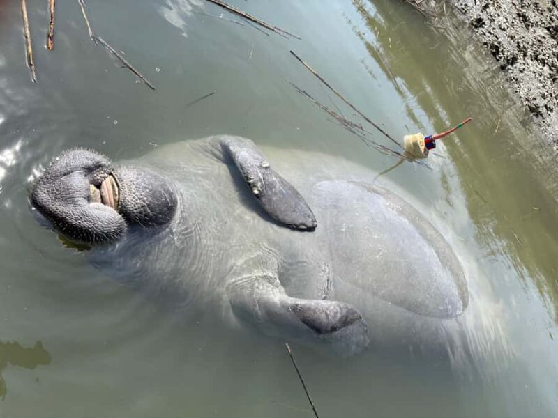 Hilton Head: Private 2-Hour Kayak Dolphin Nature Tour - FAQ