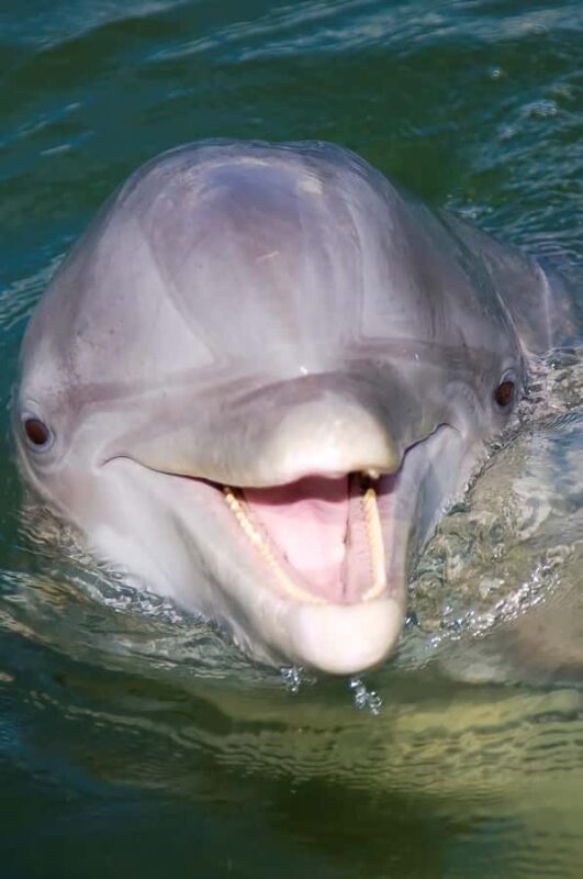 Hilton Head: Private Dolphin Cruise & Guaranteed Sightings - Key Points