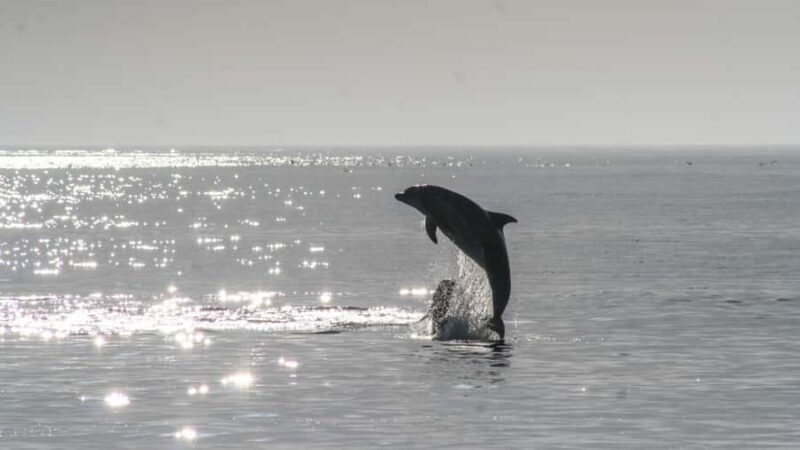 Hilton Head: Private Dolphin Cruise & Guaranteed Sightings - What Travelers Say: Authentic Perspectives