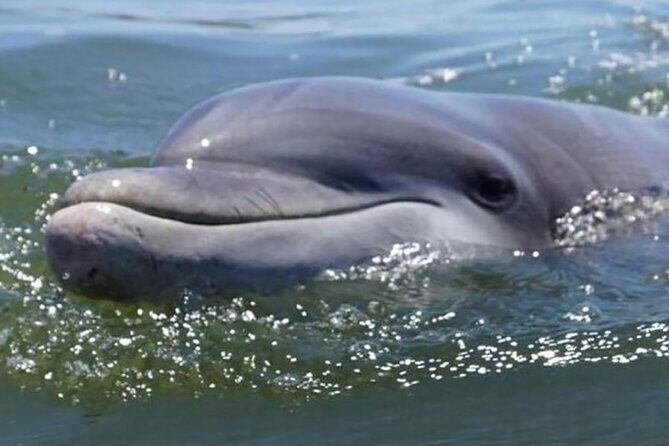 Hilton Head Sunrise Dolphin Tour - A Detailed Look at the Hilton Head Sunrise Dolphin Tour