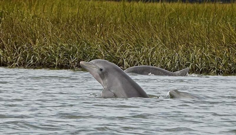 Hilton Head: Sunset Dolphin Cruise with Scenic Views - Who Will Love This Tour?