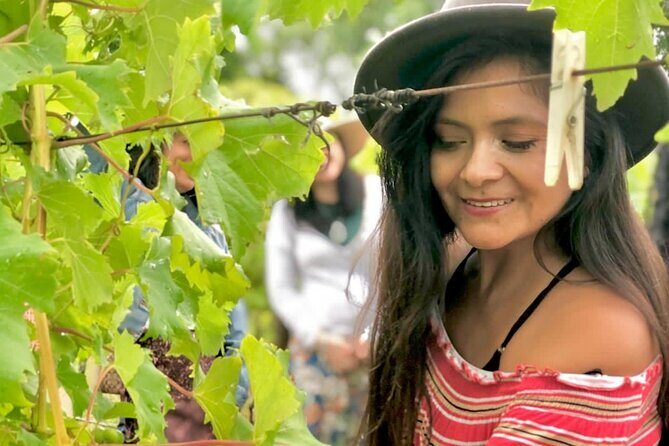 Hinterland Heritage Wine Tour - An In-Depth Look at the Hinterland Heritage Wine Tour