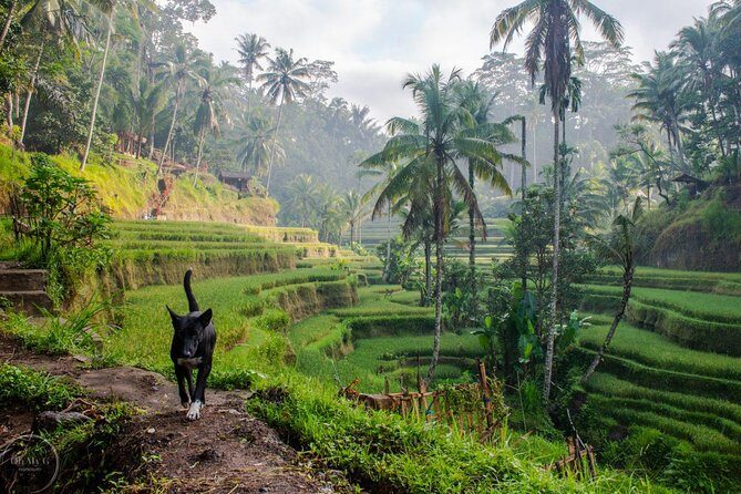 Hire Private Bali Driver - A Deep Dive into the Bali Private Driver Experience