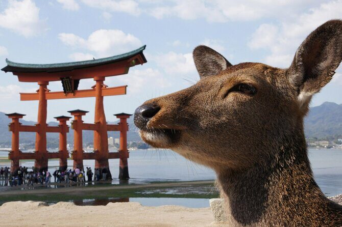 Hiroshima, Miyajima 1 Day Bus with Indian Lunch from Osaka, Kyoto - The Itinerary Breakdown: What to Expect and Why It Matters