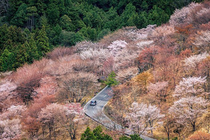 Historic and Natural Guided Hike in Yoshino - Exploring the Charm of Yoshino: A Guided Hike through History and Nature