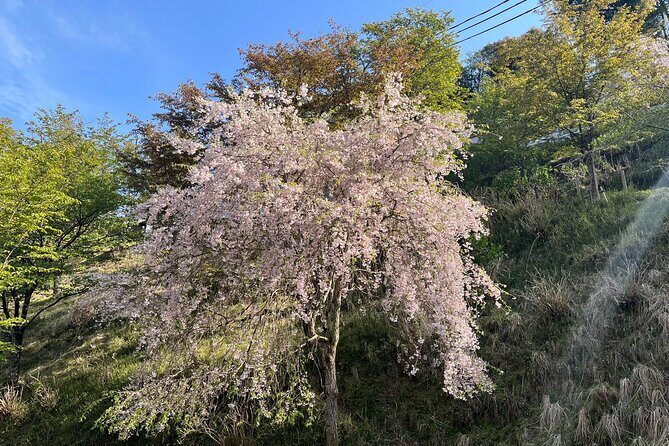 Historic and Natural Guided Hike in Yoshino - Final Words
