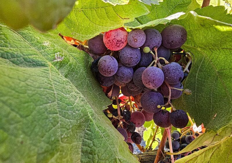 Historic centre & Wine tasting - Who Is This Tour Best For?