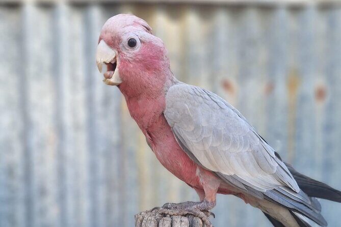 Historic Homestead Tour with Morning Tea - Authenticity and Unique Selling Points