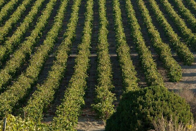 Historic winery visit with food and wine tasting in Marsala - FAQ