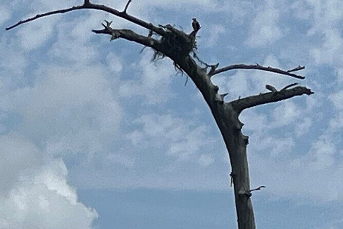 Historical Scenic Bayou Swamp Water Trail Kayak Tour - The Sum Up: Who Is This Tour Best For?