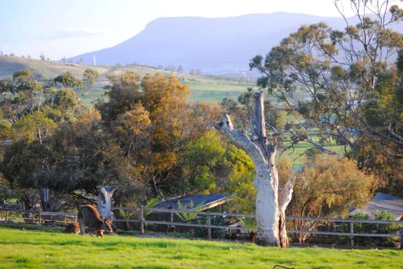 Hobart: Admission Ticket to Bonorong Wildlife Sanctuary - Detailed Breakdown of the Experience