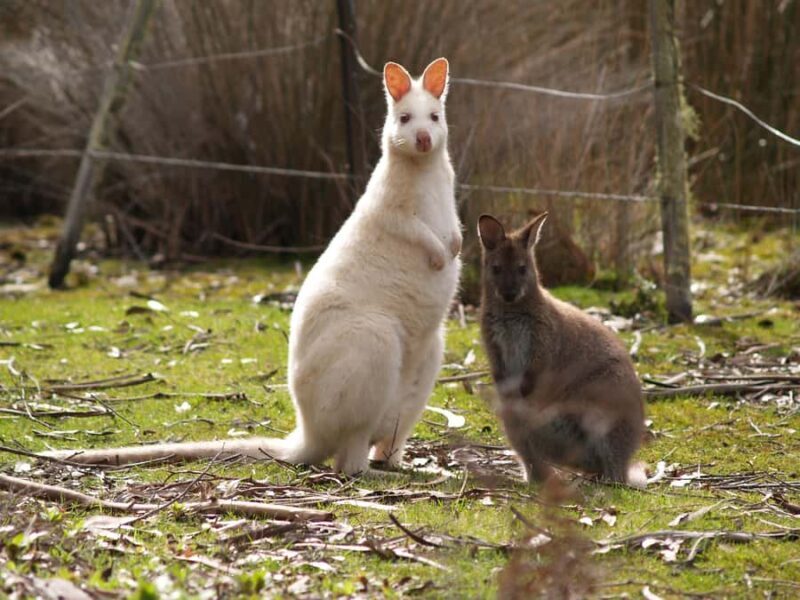 Hobart: Bruny Island Food, Sightseeing & Lighthouse Day Tour - The Sum Up: Is It Worth It?