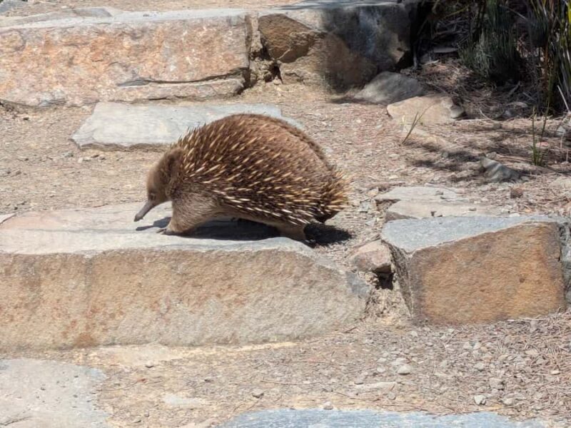 Hobart: Cape Hauy Hike - Discover Tasmania’s Coastal Beauty with the Cape Hauy Hike