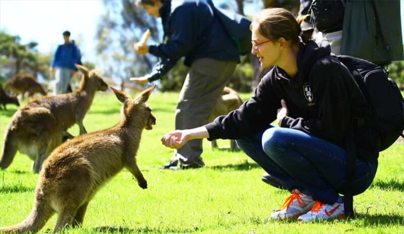 Hobart: Full-Day Bonorong Wildlife Sanctuary & Richmond Tour - Transportation, Timing, and Group Size