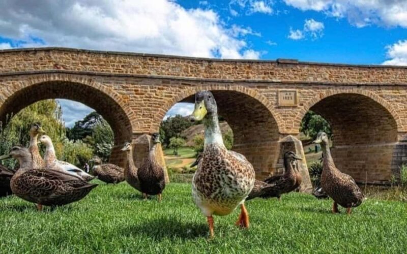 Hobart: Full-Day Bonorong Wildlife Sanctuary & Richmond Tour - FAQ