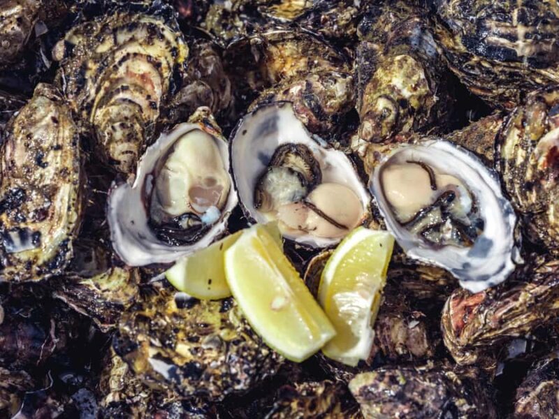 Hobart: Full-Day Tasmania Gourmet Seafood Cruise - What Makes This Tour Special