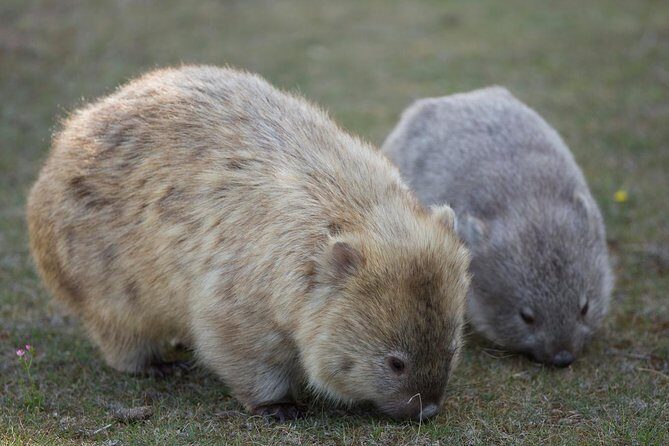Hobart: Maria Island National Park - Nature & Wildlife Adventure - An In-Depth Look at the Tour Experience