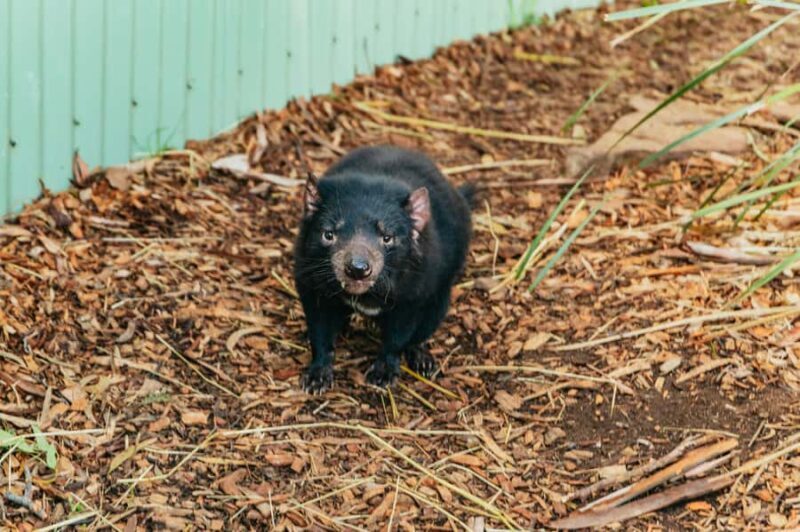 Hobart: Mt Wellington, Mt Field, Bonorong and Richmond Trip - The Value Proposition