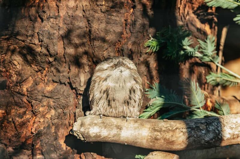 Hobart: Mt Wellington, Mt Field, Bonorong and Richmond Trip - Who Will Love This Tour?