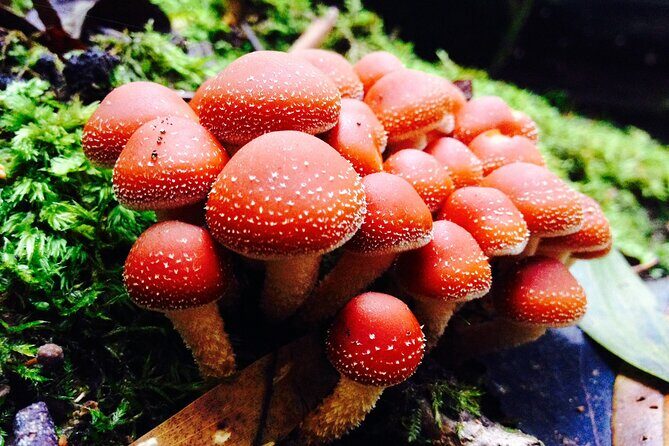 Hobart: Waterfalls, Wilderness & Wildlife - Active Day Tour - Final Thoughts