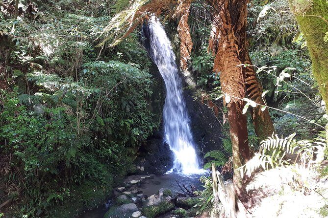 Hobbiton Transport & Tauranga Highlights Excursion from Tauranga - The Value and Overall Experience