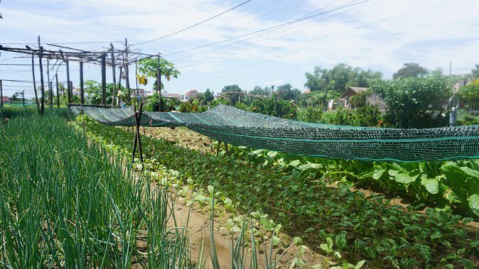 Hoi An cooking class - FAQs