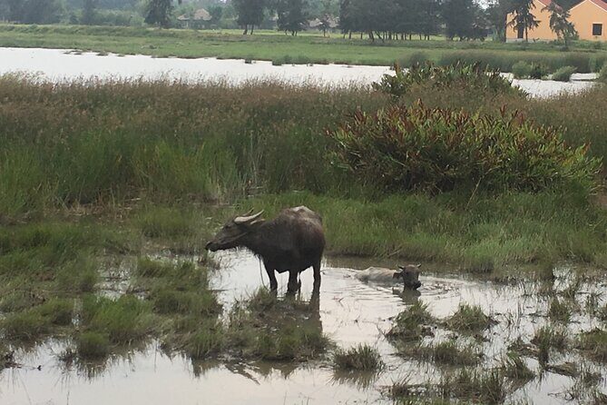 Hoi An countryside biking tour, water buffalo+ basket boat ride - The Itinerary in Detail
