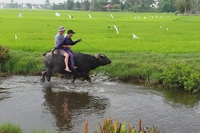 Hoi An Countryside - Buffalo Riding - Basket Boat Rowing - Practical Details and Value
