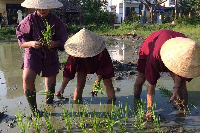 Hoi An Rice Farm Tour and Buffalo Riding with Local Home Meal - Authenticity & Cultural Value