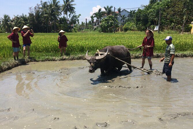 Hoi An Rice Farm Tour and Buffalo Riding with Local Home Meal - The Sum Up: Who Is This Tour Best For?
