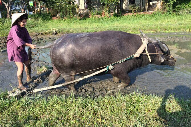 Hoi An Rice Farm Tour and Buffalo Riding with Local Home Meal - FAQ
