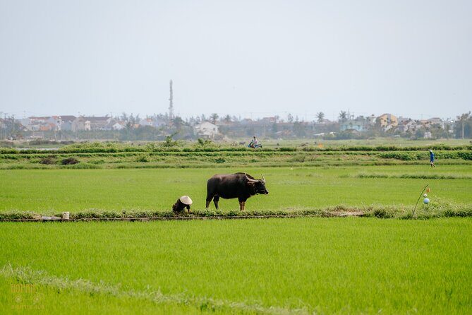 HoiAnGO Experience Local Life: Countryside by Electric Car - The Sum Up