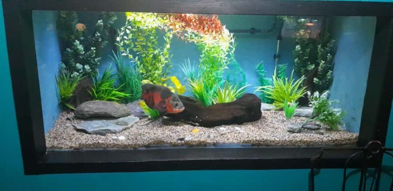 Hokitika: The National Kiwi Centre Tickets - Key Points